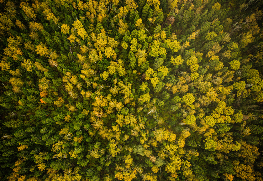 Prendre soin de notre environnement fait partie intégrante de notre démarche RSE chez ELCIA